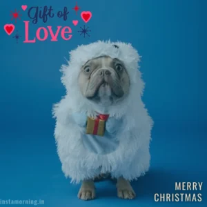 Merry Christmas Wishes For This Holiday Season