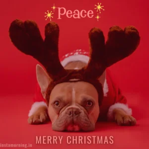 Merry Christmas Wishes For This Holiday Season