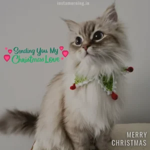Merry Christmas Wishes For This Holiday Season