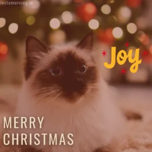 Merry Christmas Wishes For This Holiday Season